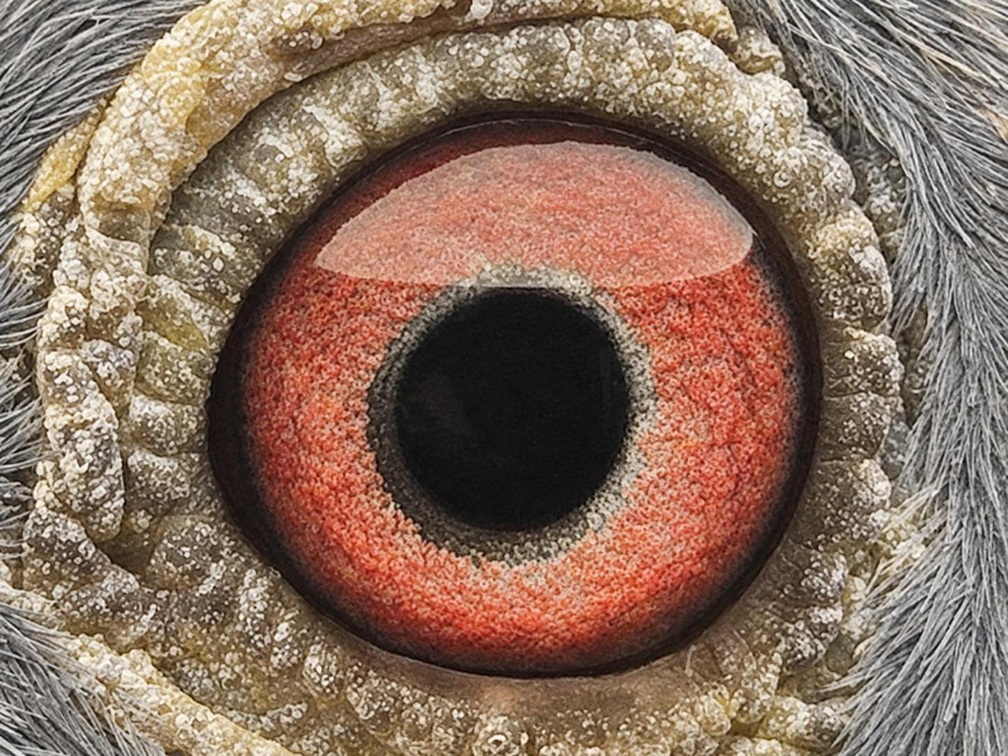Pigeon eye